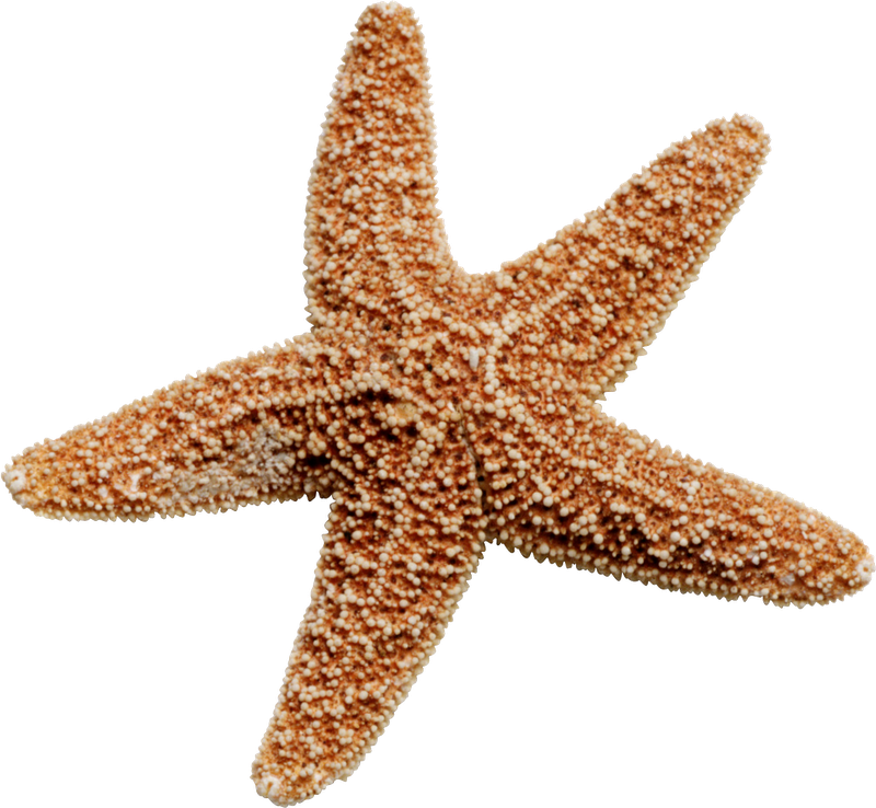 starfish png images collected for download crazypngm crazy png images download #28496