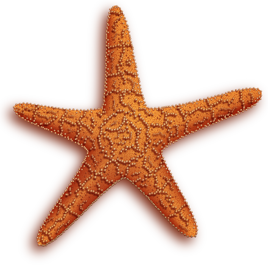 starfish png images collected for download crazypngm crazy png images download #28497