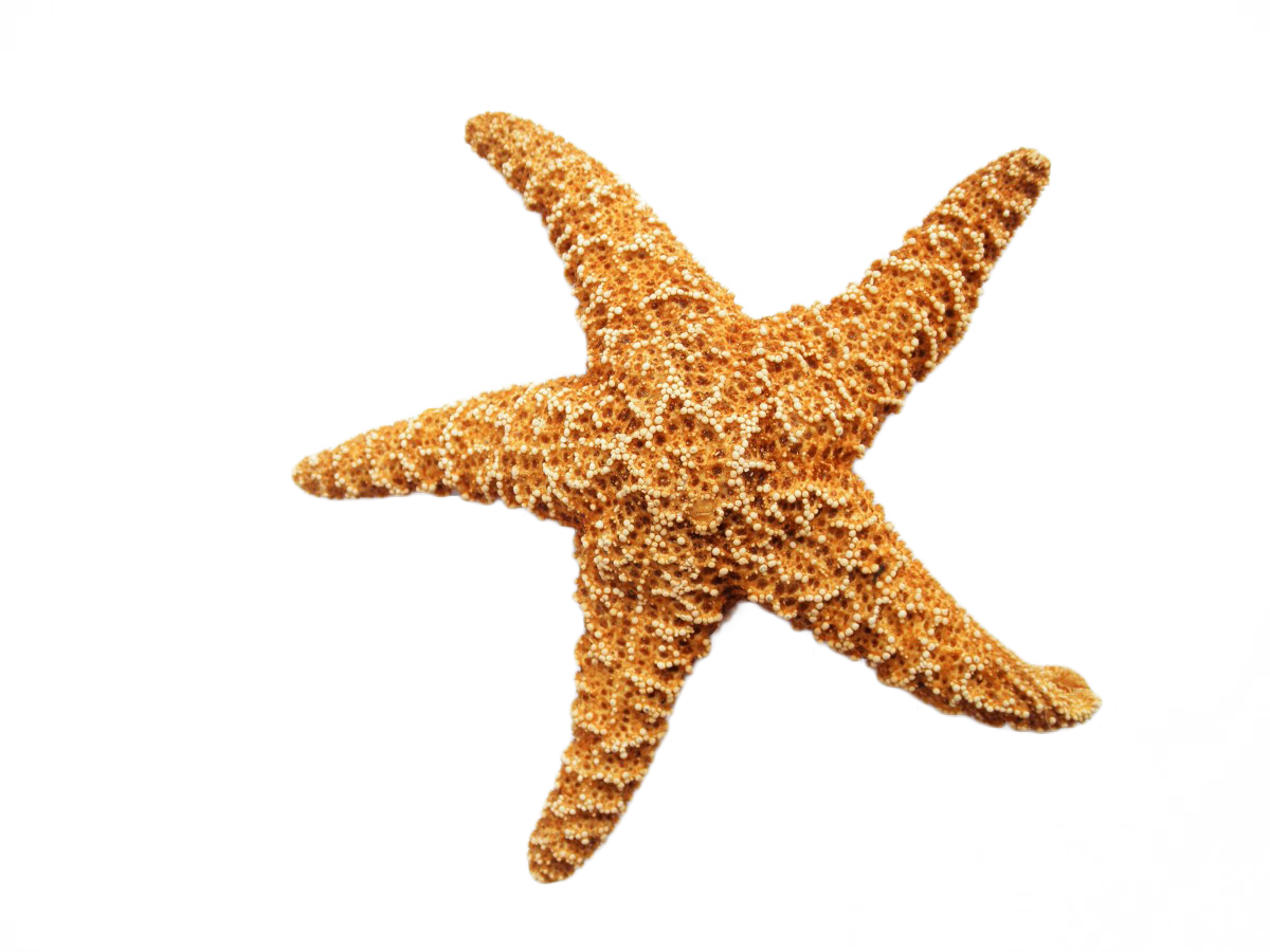 starfish png pngkid #28585