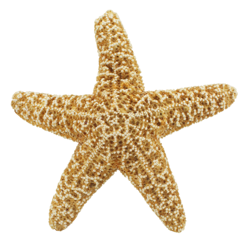 starfish png transparent image pngpix #28519