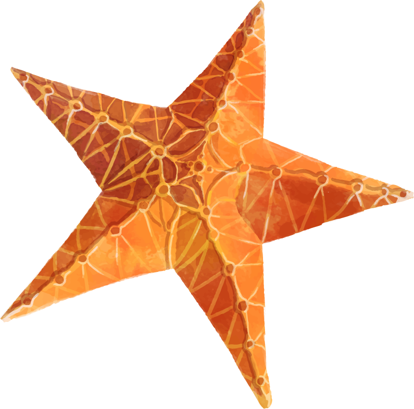 starfish png transparent images png only #28558