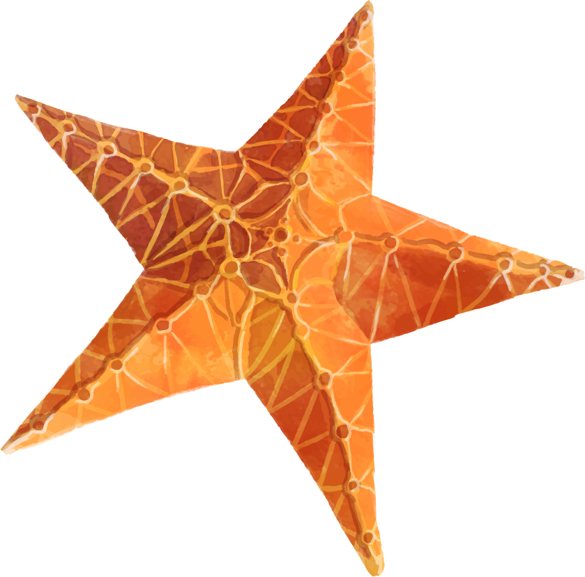 sea starfish png image download #28558