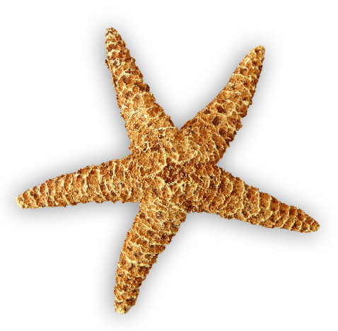 starfish, xxarielxx #28476