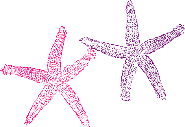 vector graphic starfish purple pink sea image pixabay