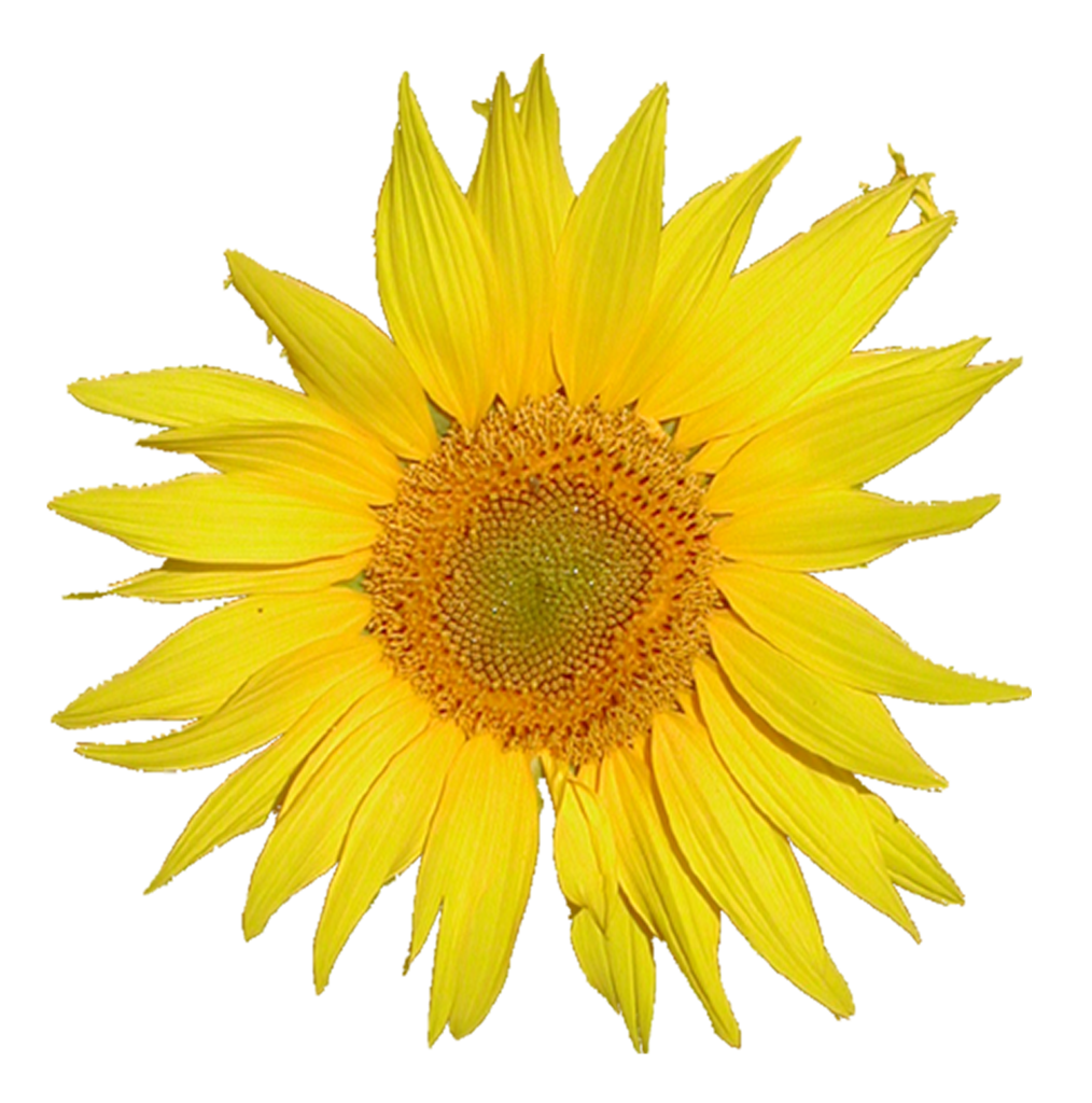 file mediawiki logo from tournesol sunflower #17170