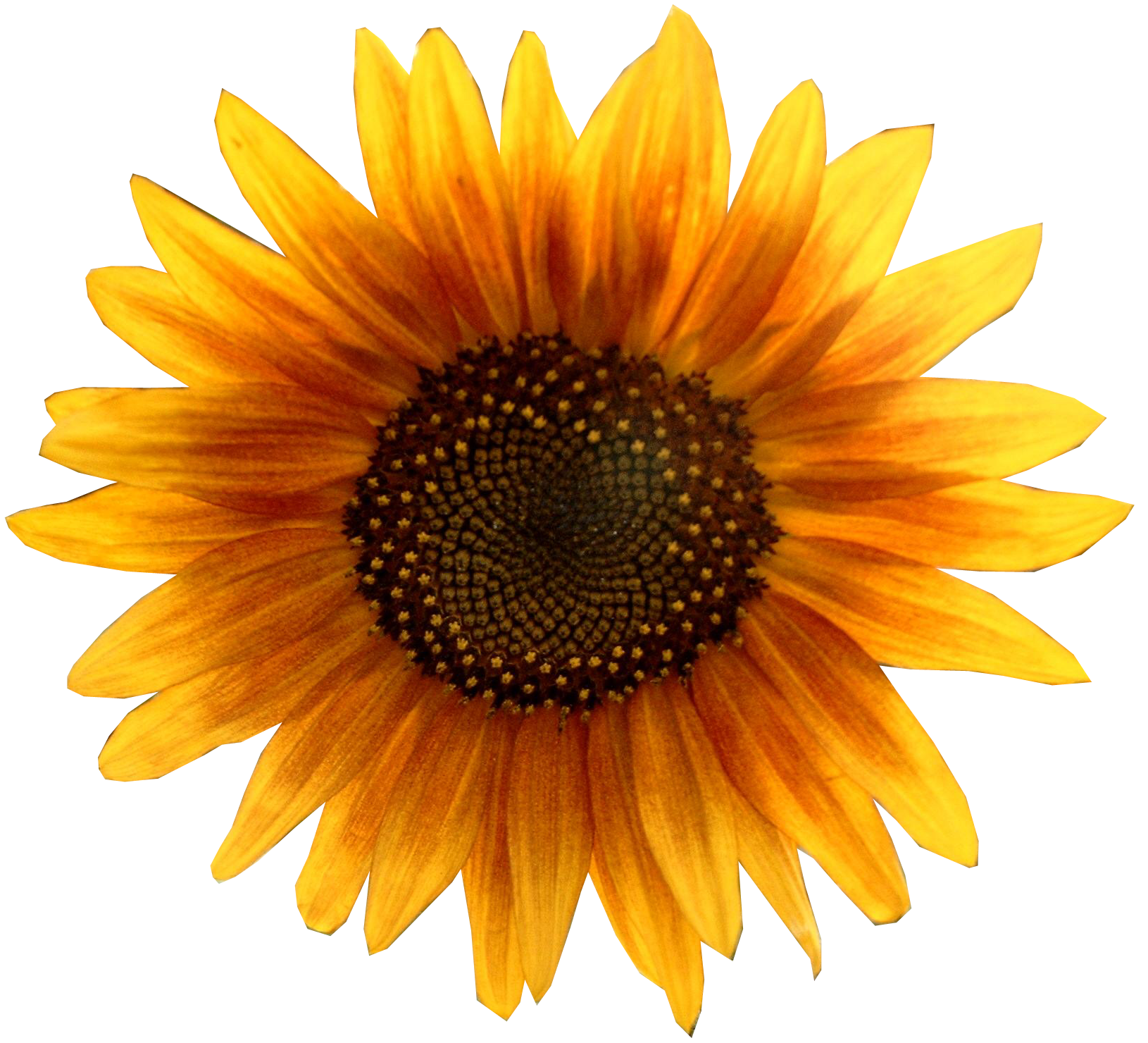 file sunflower metalhead edited #17166