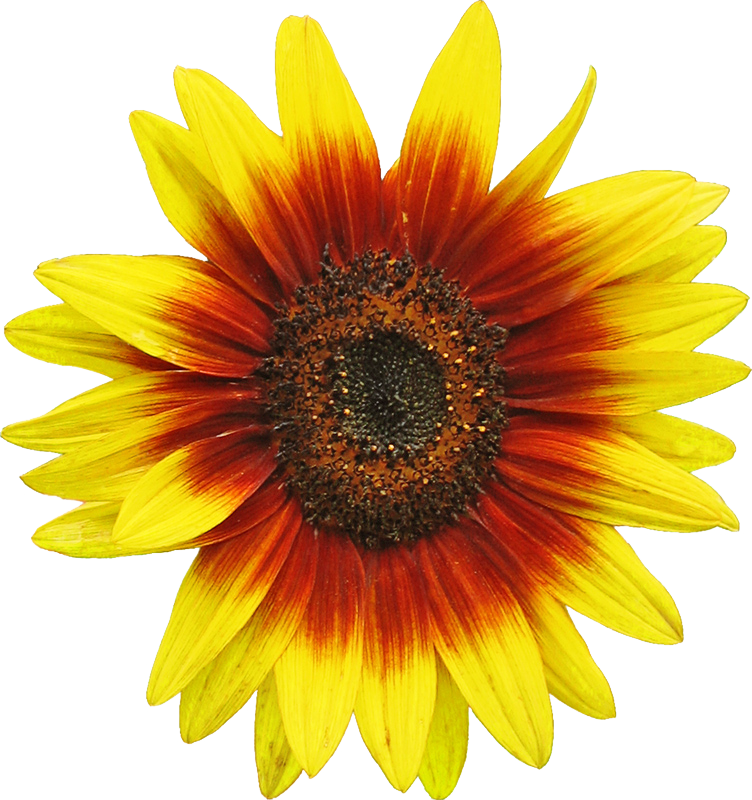 file sunflower wikimedia commons #17216
