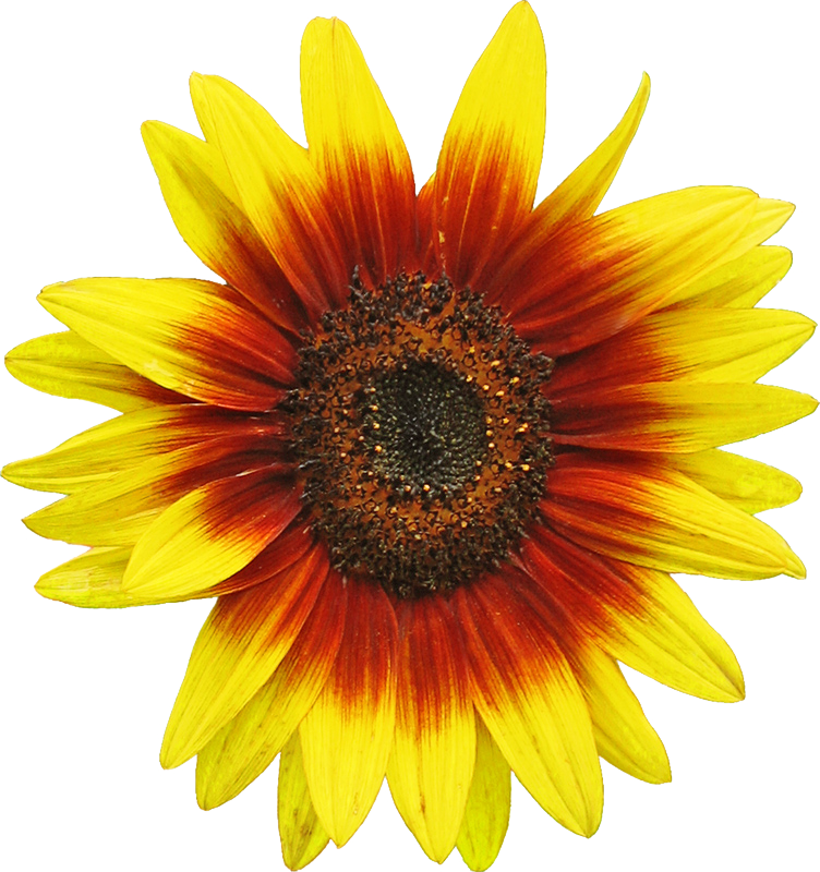 sunflower yellow flower png #17216