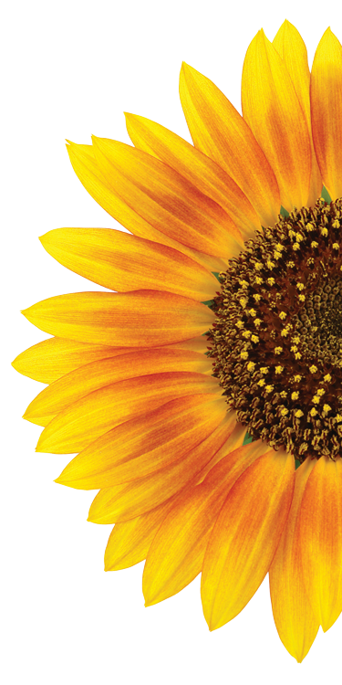 sunflower, agency admin charity recruitment london #17172