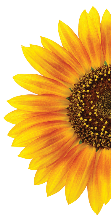 Sunflower, Sunflowers PNG Bouquet Transparent Images Free Download