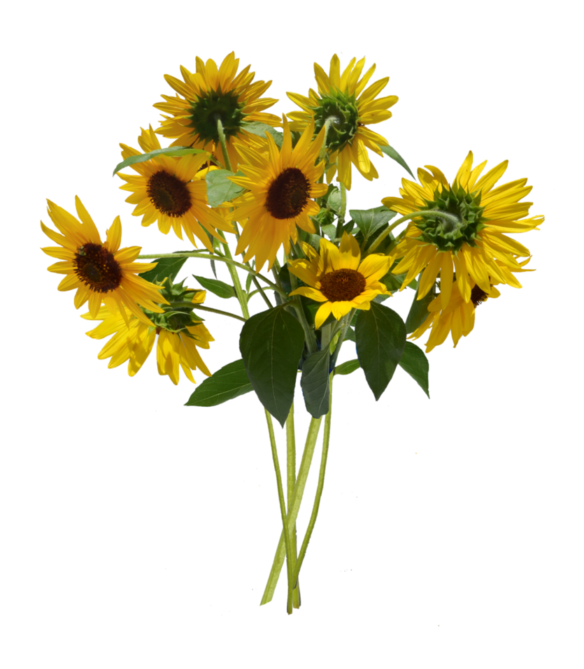 sunflower bouquet png annamae deviantart #17181