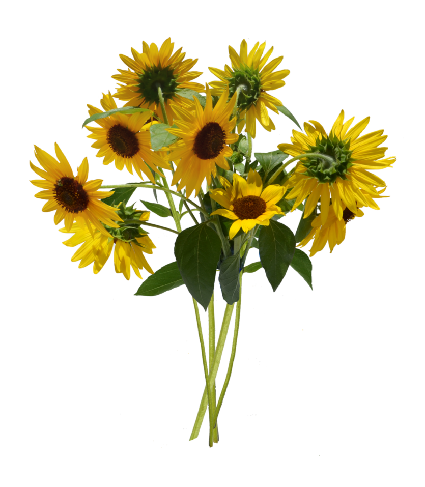 Sunflower, Sunflowers PNG Bouquet Transparent images Free Download