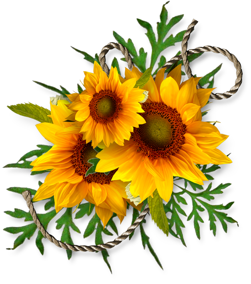 sunflower, cheyokota digital scraps autumn for bie downloads #17234