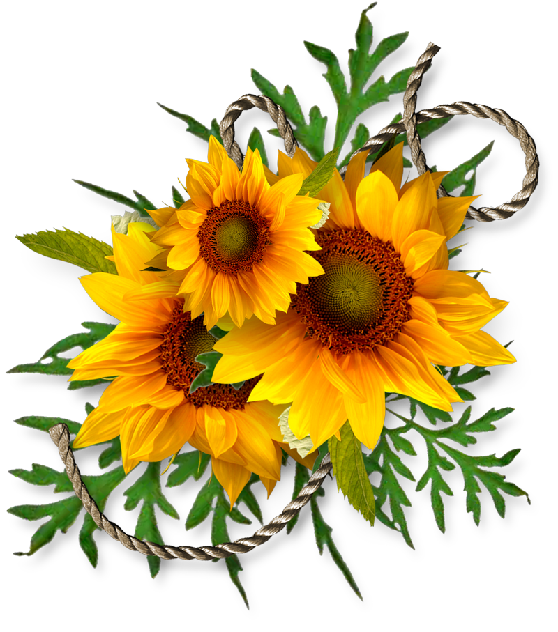 Free Free 300 Transparent Background Sunflower Clipart Sunflower Png SVG PNG EPS DXF File