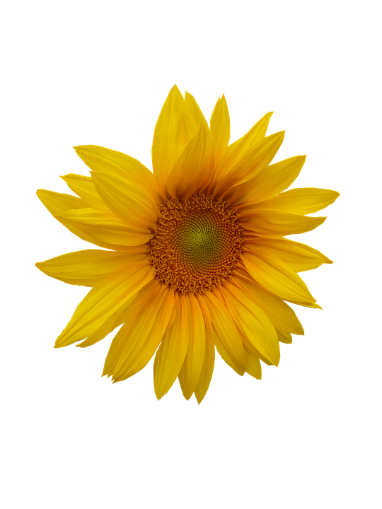 sunflower flower head image pixabay #17198