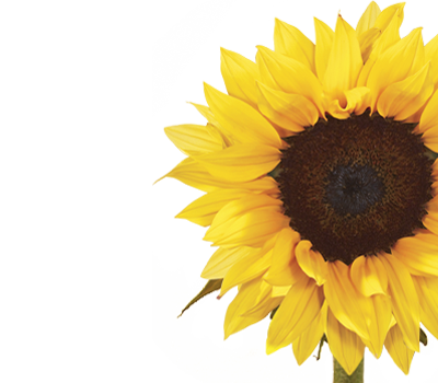 sunflower flower meaning symbolism teleflora #17243