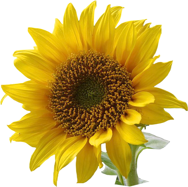 sunflower graphics png #17171