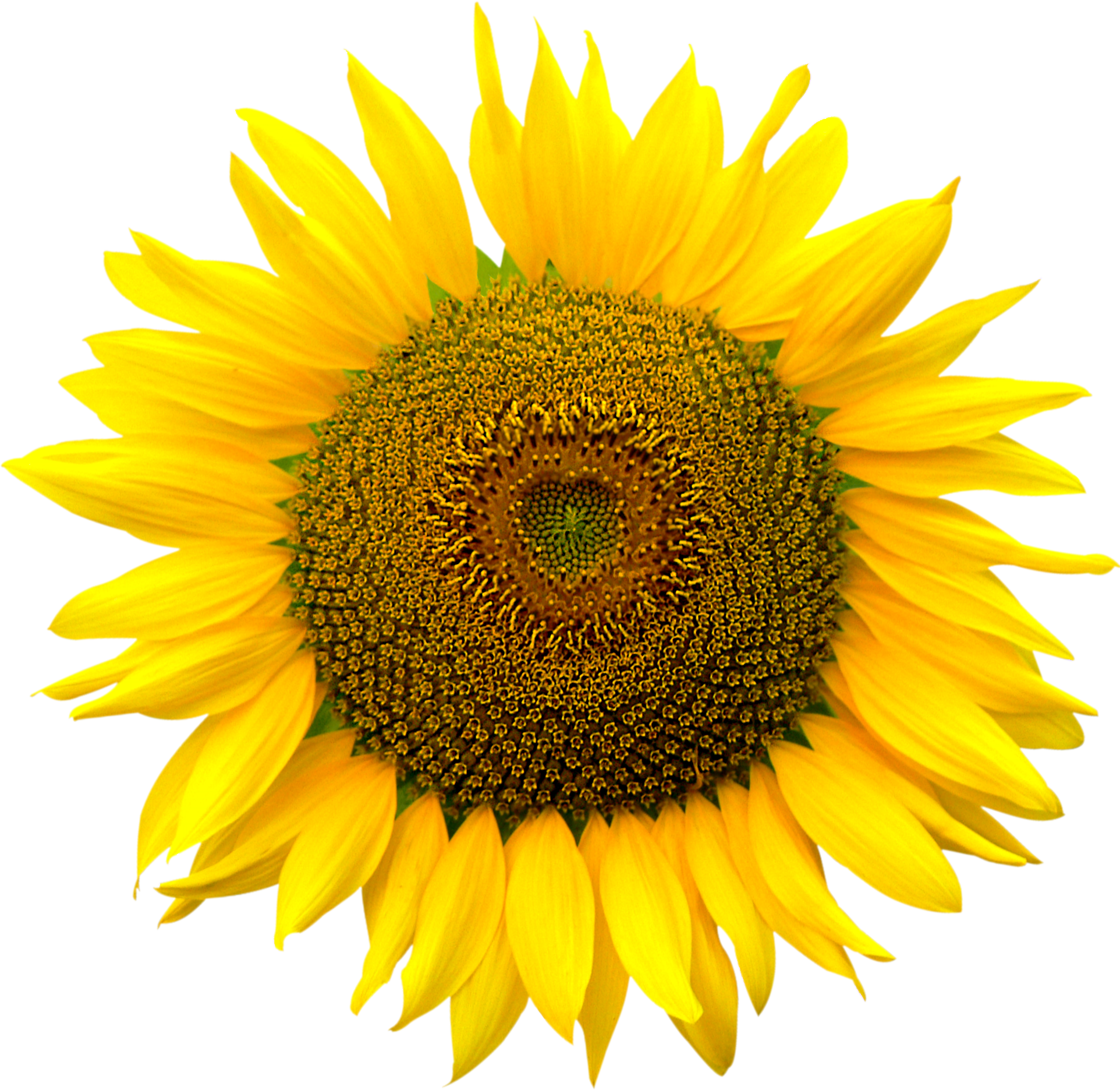 sunflower heart inside png file attention only the #17187