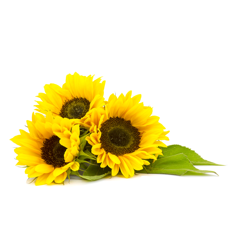 sunflower, ingredients health benefits carmien tea #17202