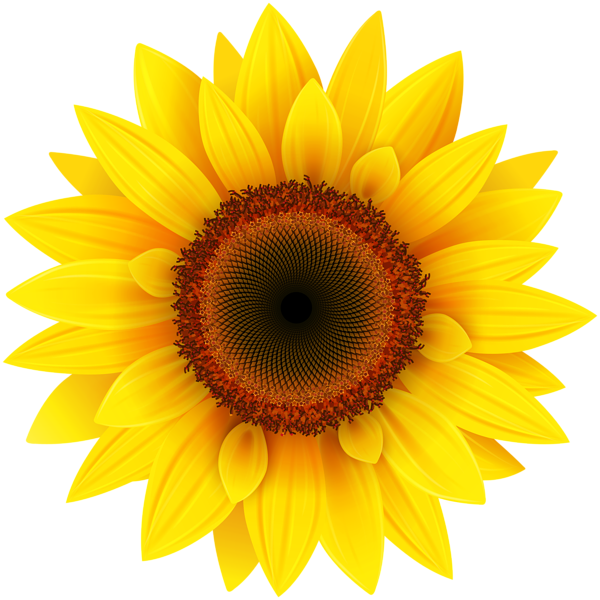 sunflower, pin annie stinger clipart pinterest #17203