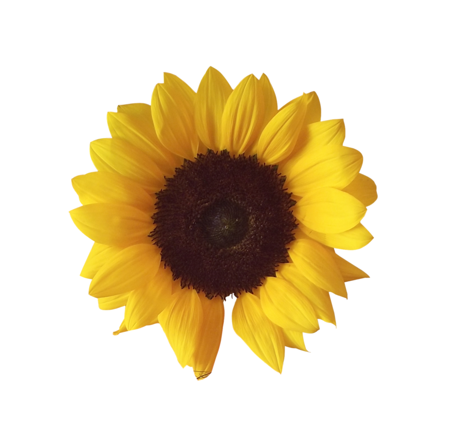 sunflower png adagem deviantart #17208