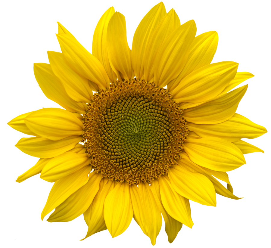 sunflower png clearcut astoko deviantart #17161