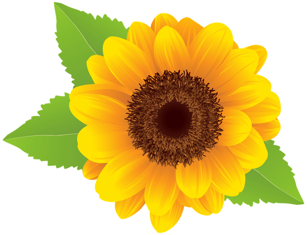 Sunflower, Sunflowers PNG Bouquet Transparent Images Free Download