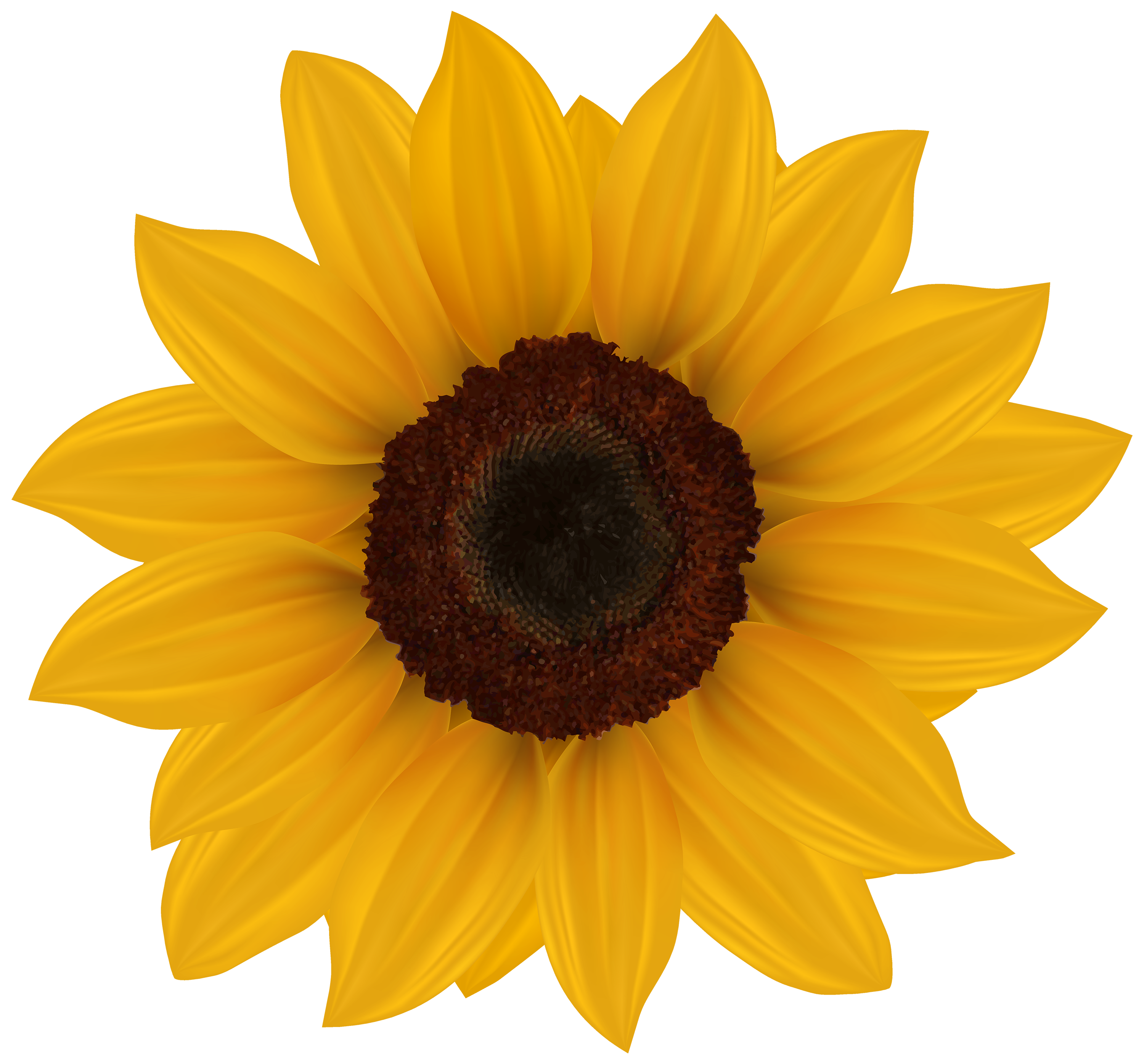 sunflower png clipart image best web clipart #17188