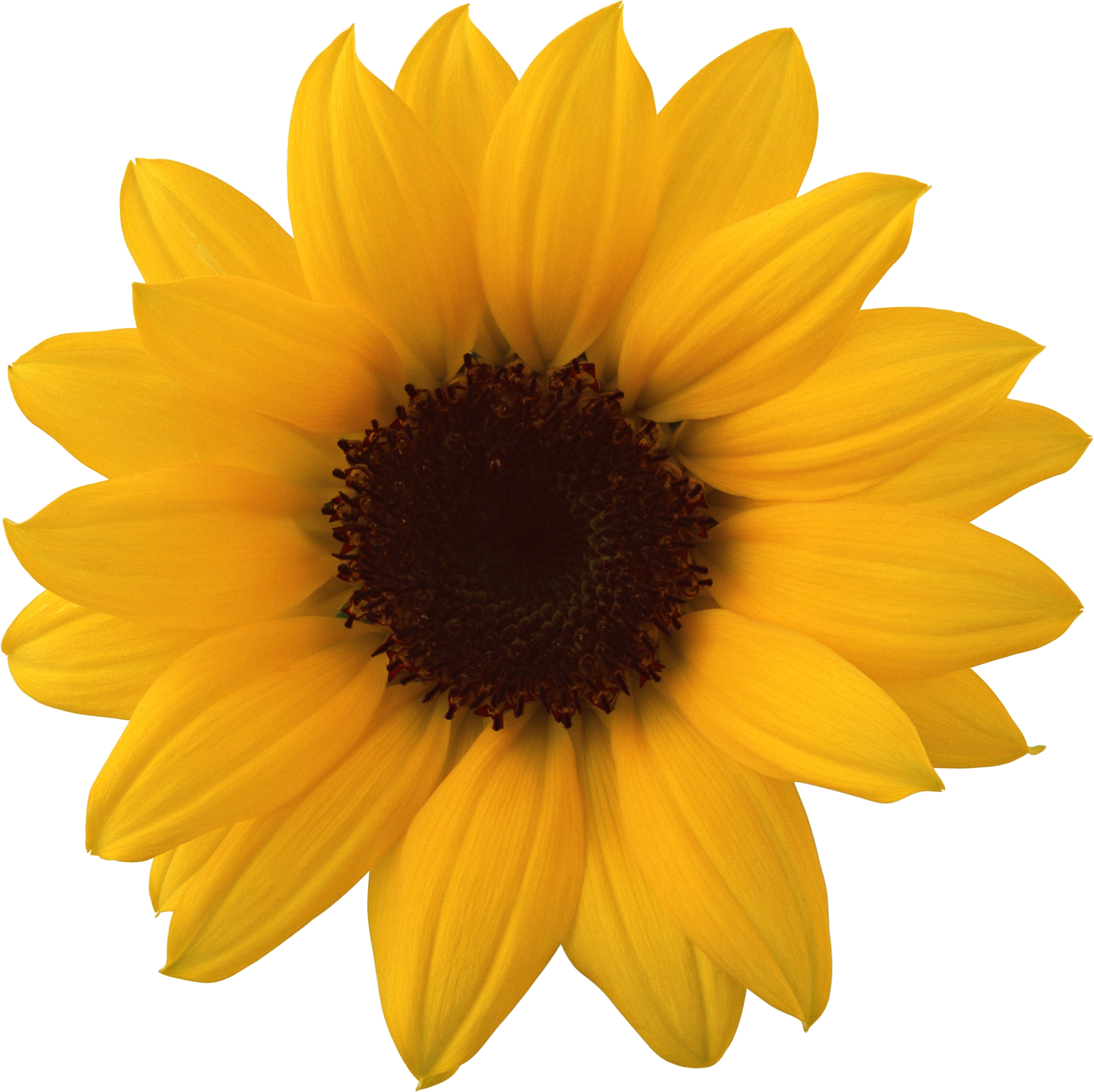 sunflower png high resolution web icons png #17201