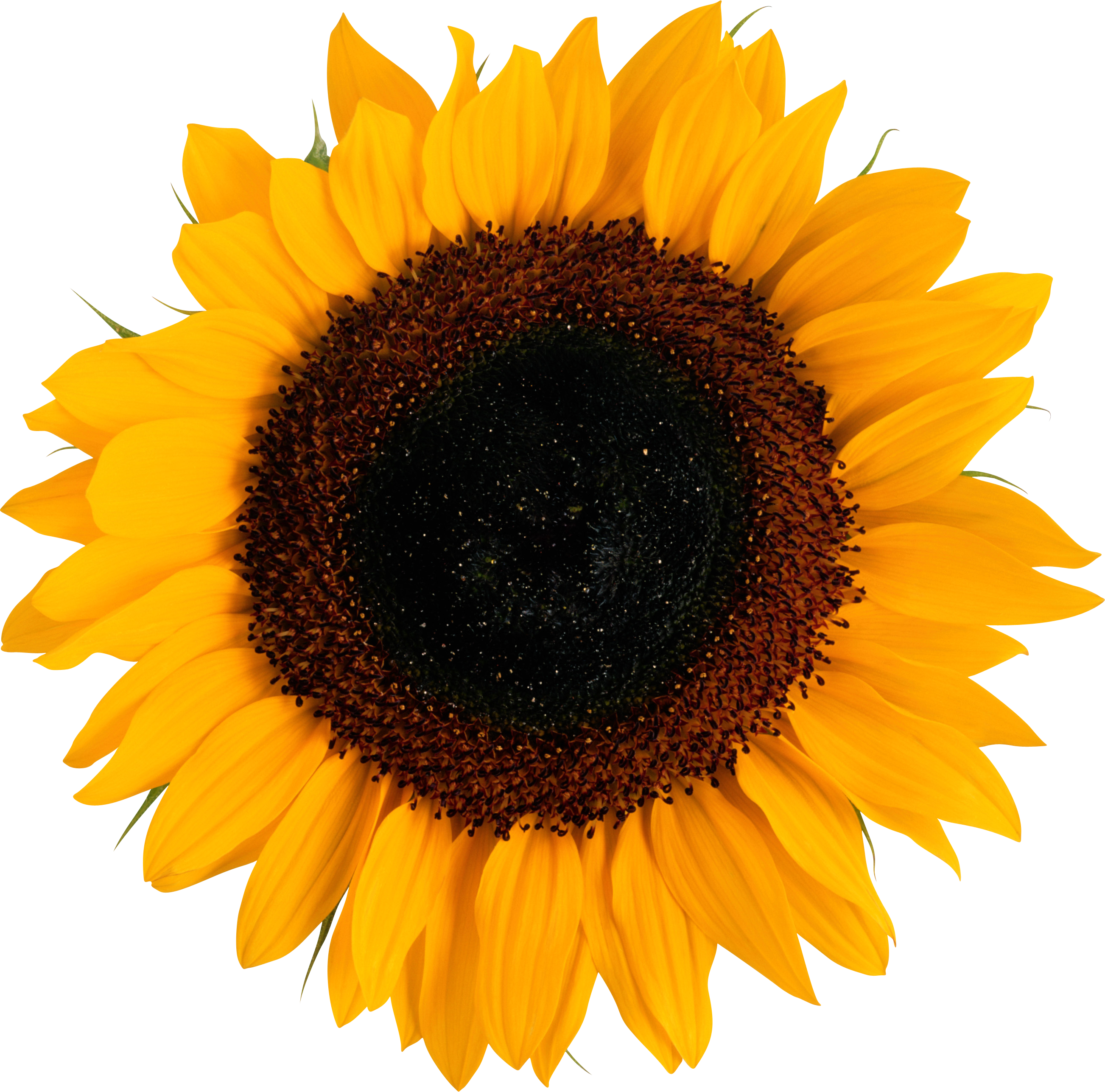 sunflower png icon web icons png #17176