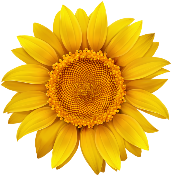 sunflower png image gallery yopriceville high quality #17267