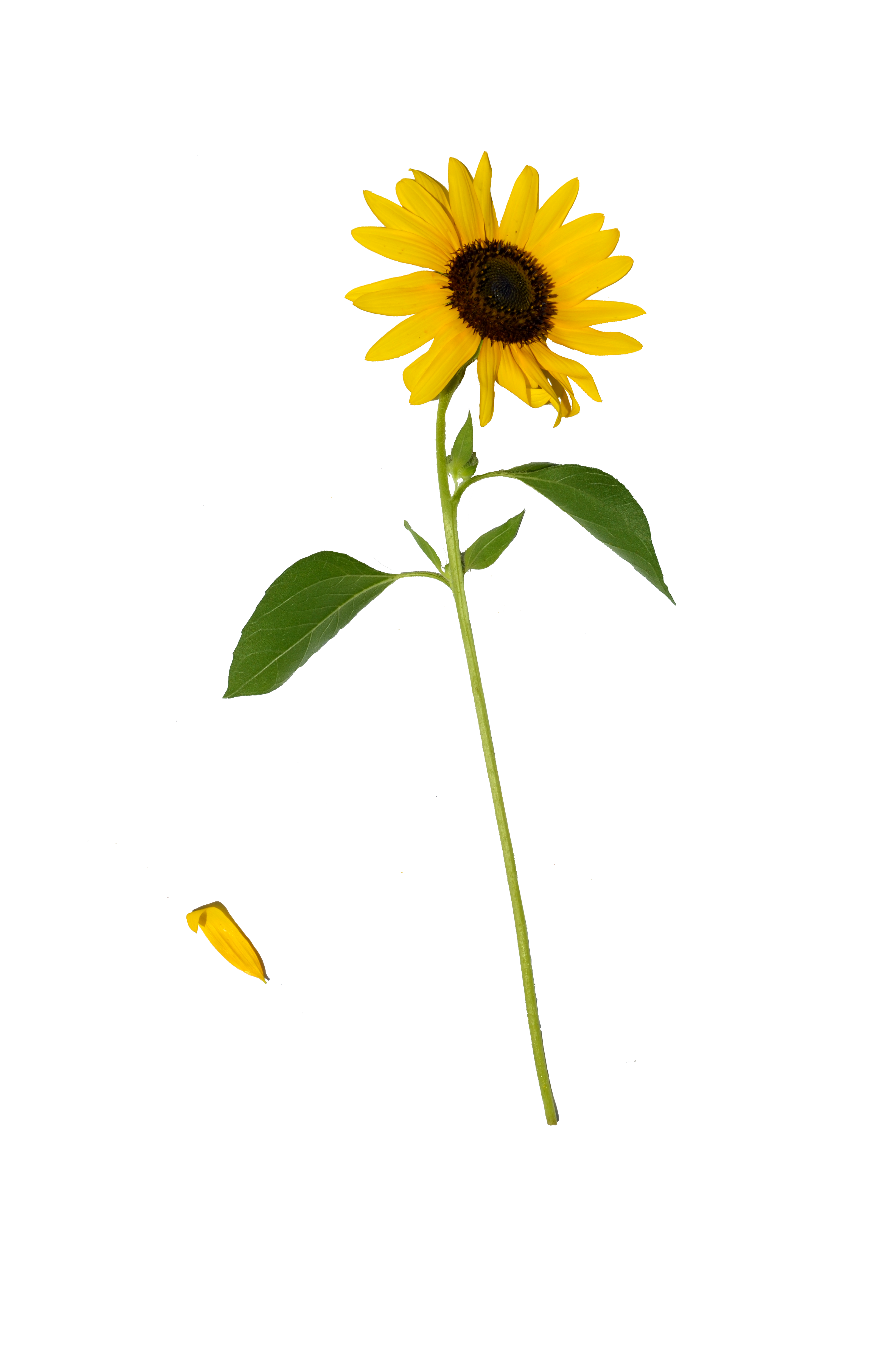 sunflower single png annamae deviantart #17274