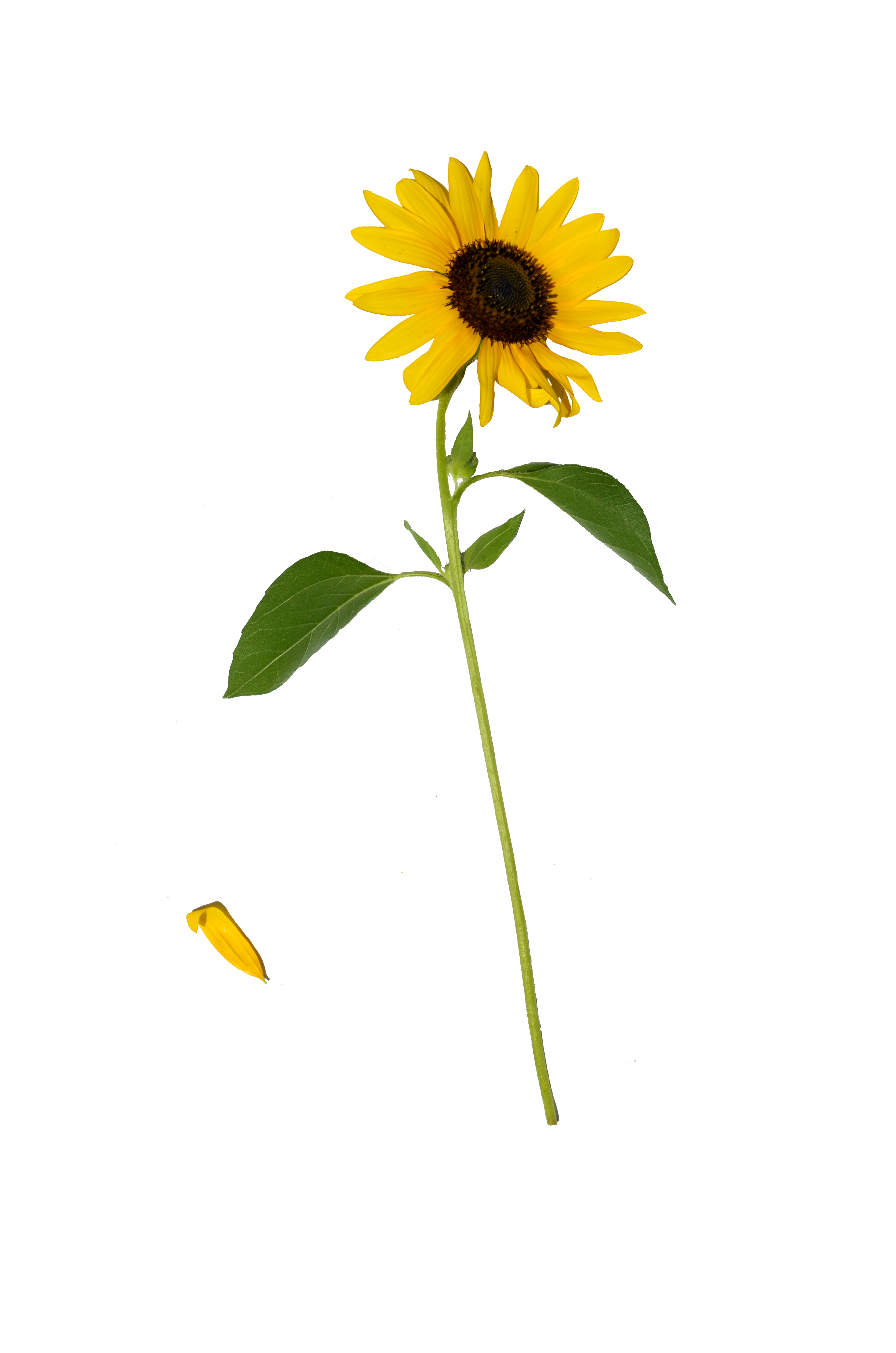 Download Sunflower, Sunflowers PNG Bouquet Transparent images Free ...