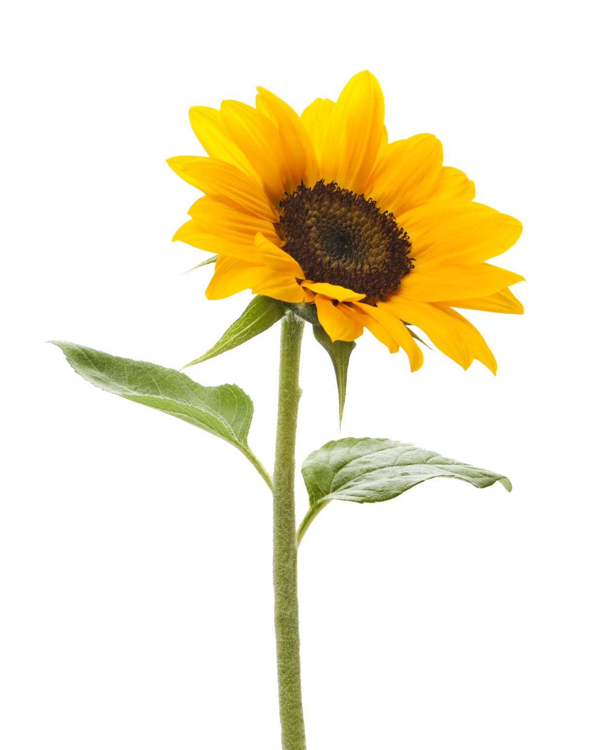 sunflower stem mansfield #17164