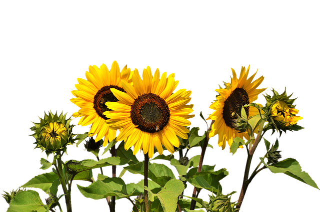 sunflower, sun flower yellow photo pixabay #17196