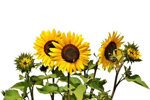 Sunflower, Sunflowers PNG Bouquet Transparent Images Free Download