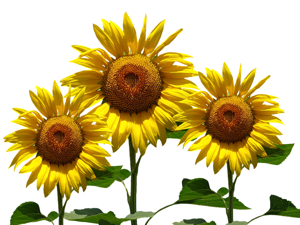 sunflower sun summer image pixabay #17220