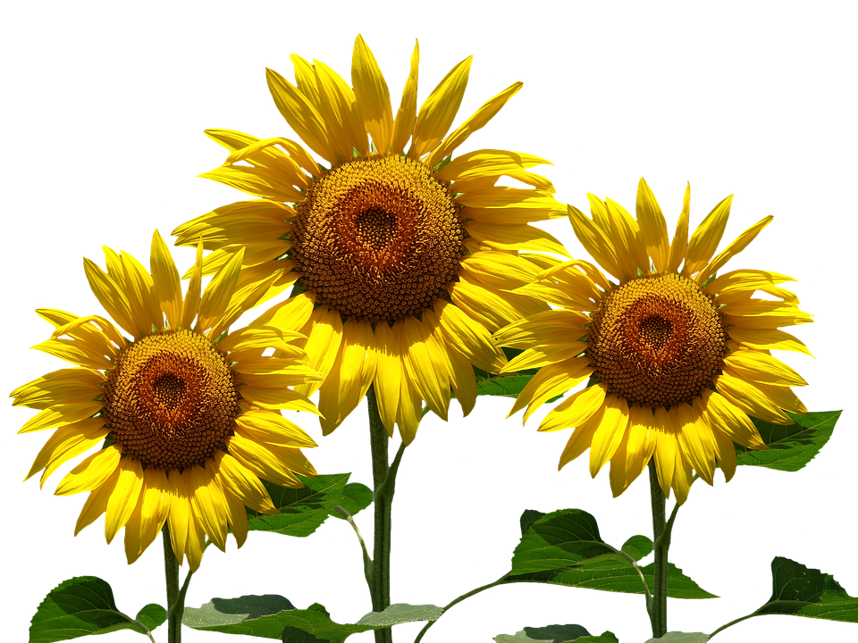 Sunflower Sunflowers Png Bouquet Transparent Images Free Download