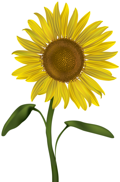 Download Sunflower, Sunflowers PNG Bouquet Transparent images Free ...