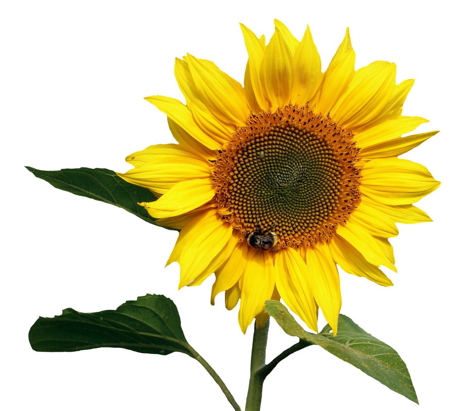 sunflower transparent png image pngpix #17177