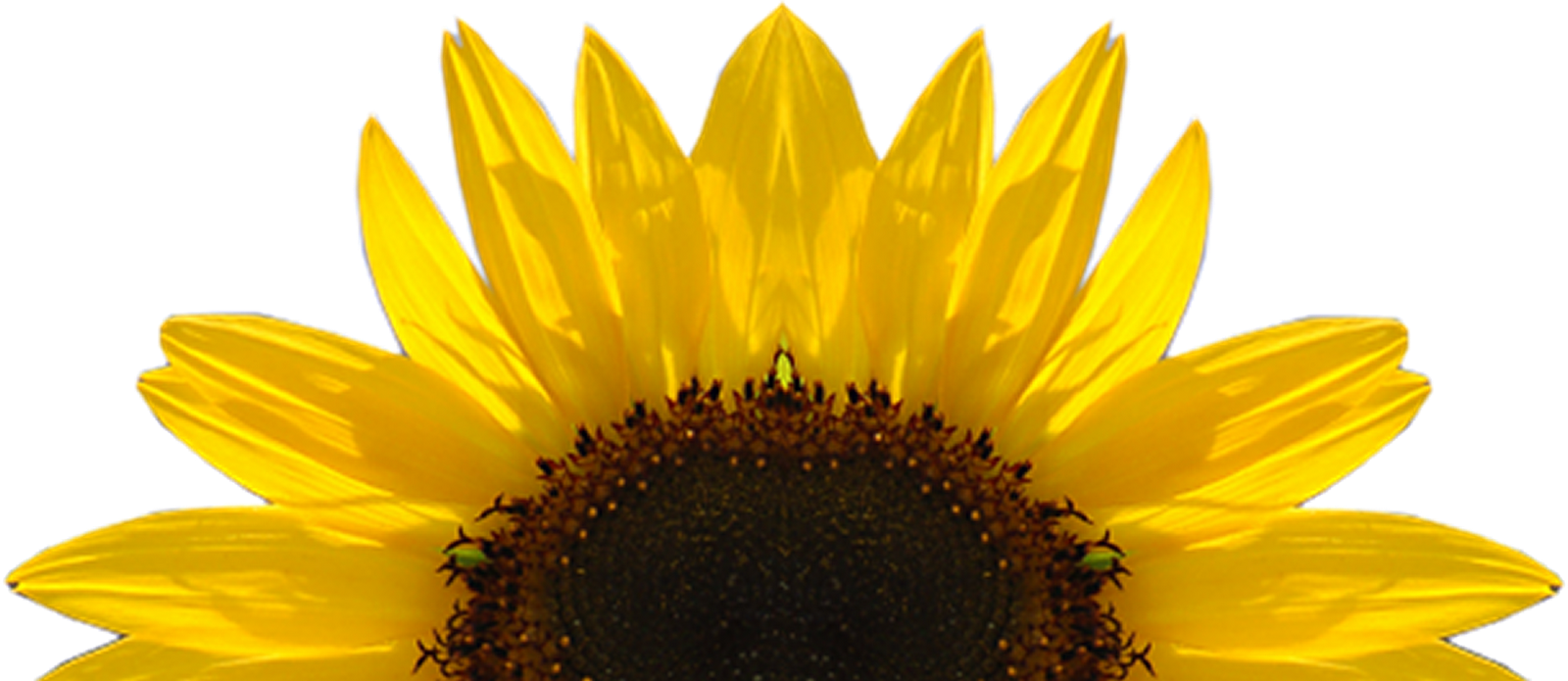 Sunflower, Sunflowers PNG Bouquet Transparent Images Free Download