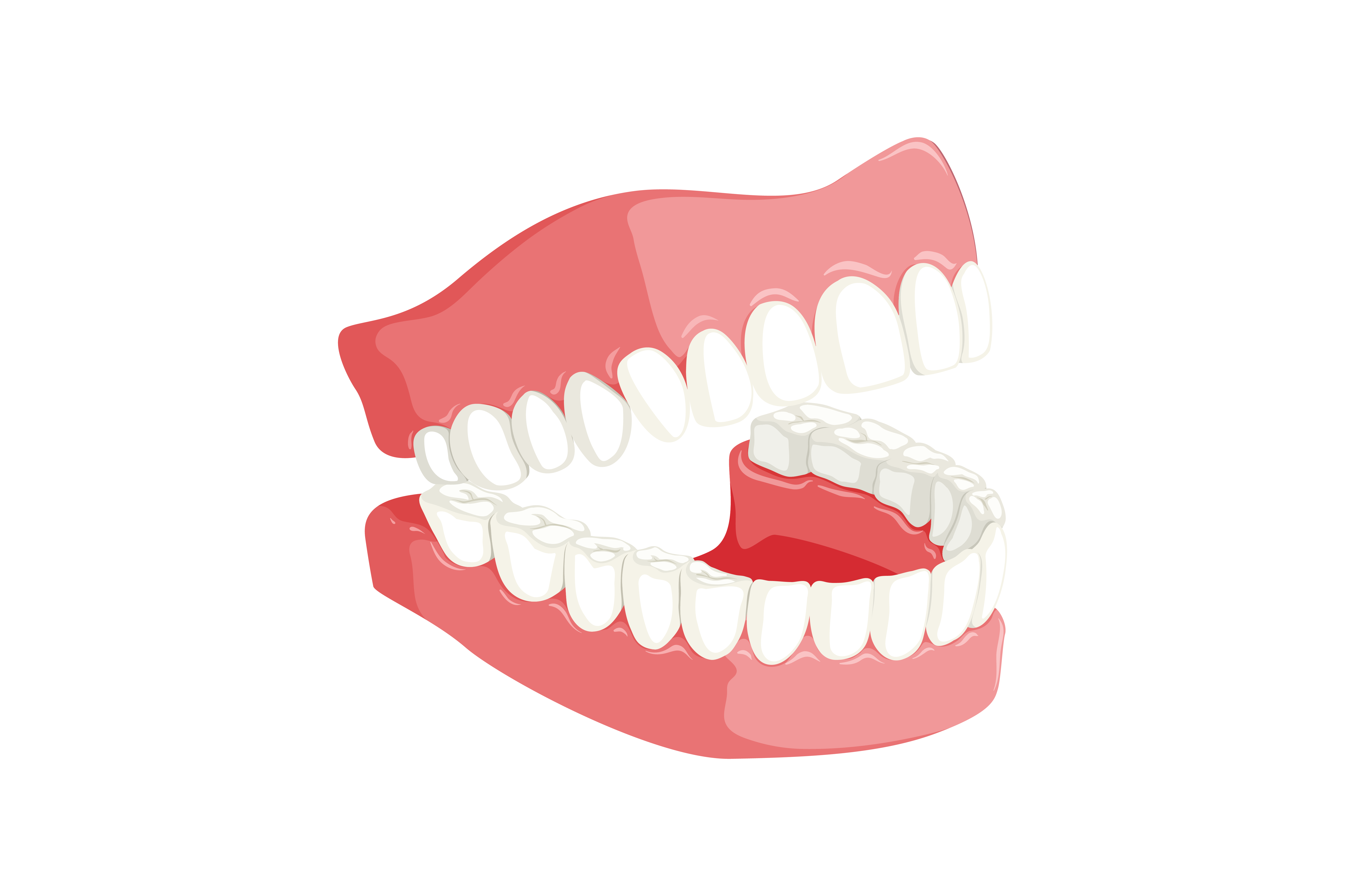 four different types teeth and their function shervin #25714