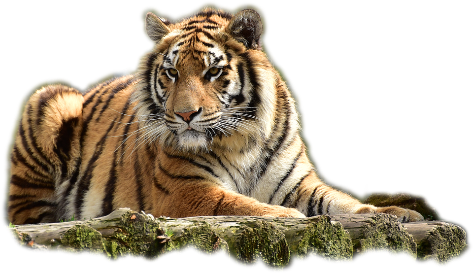 bengaltiger tiger big cat photo pixabay #14752