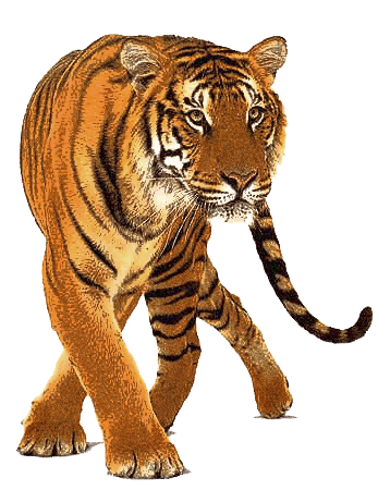 download tiger png image download tigers png image #14718