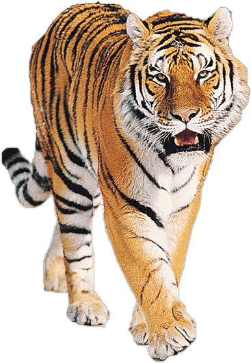 download tiger png image download tigers png image #14710