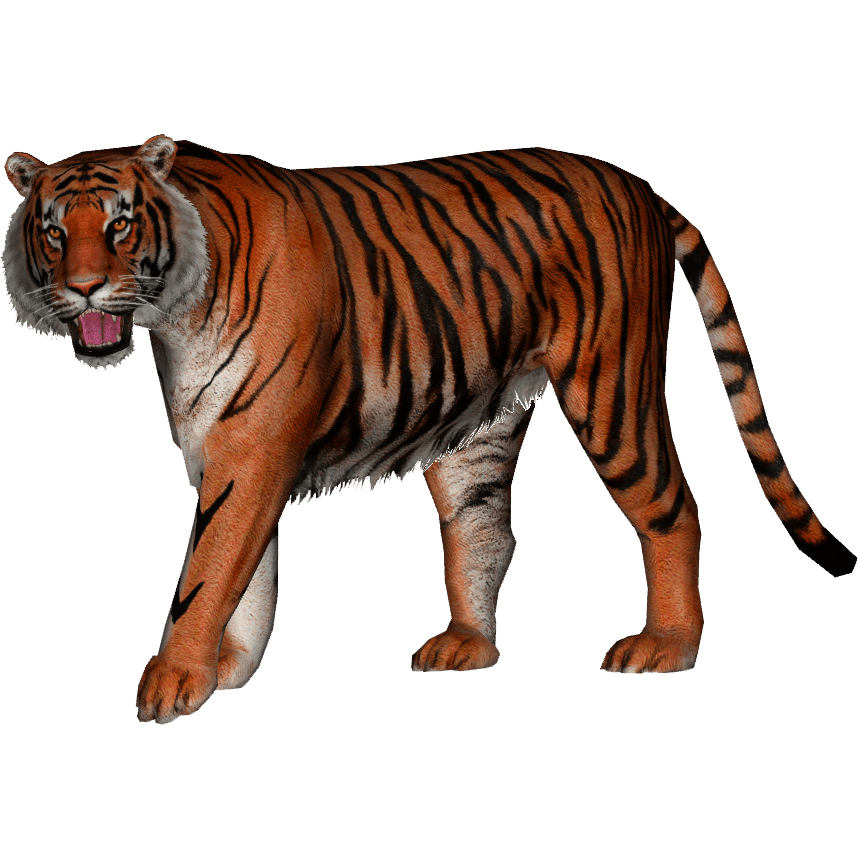 ngandong tiger #14754