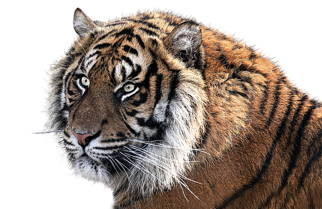 photo tiger tiger head animal feline image #14726