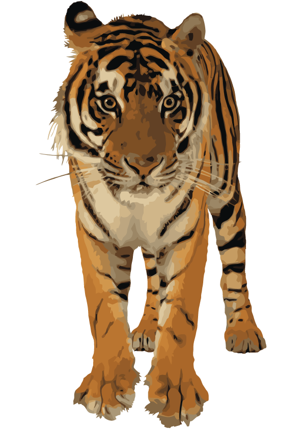 tiger, about bangladesh web design bangladesh #14733