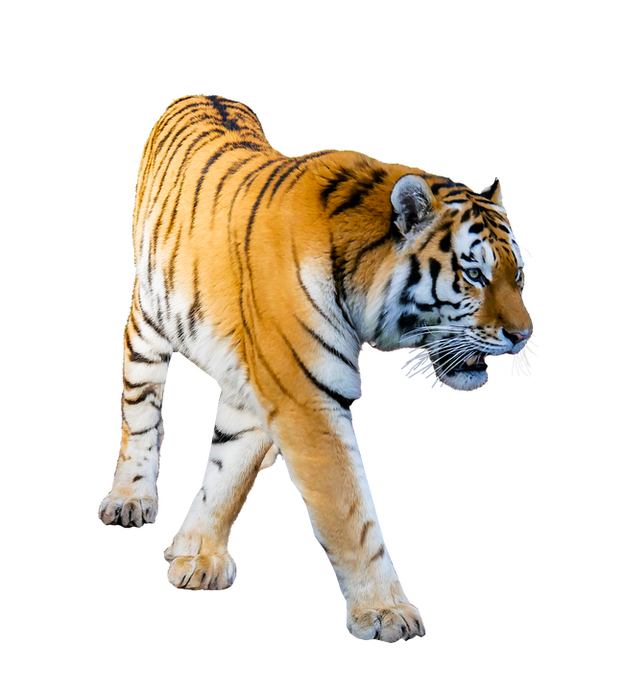tiger, animals png images #14709