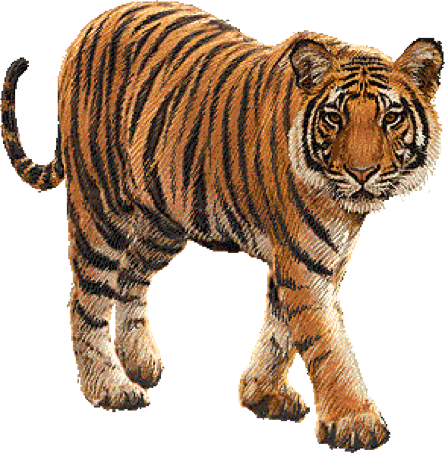 tiger, can wildlife tourism help conserve our endangered species #14746